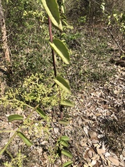 Cissus rotundifolia