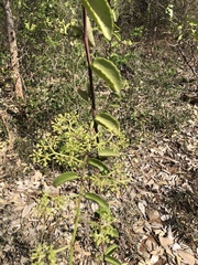 Cissus rotundifolia