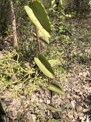Cissus rotundifolia