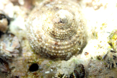 Clanculus limbatus
