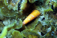 Seila crocea