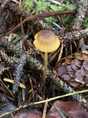Mycena aurantiomarginata