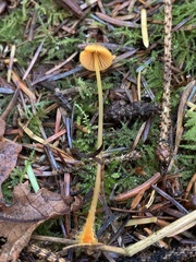 Mycena aurantiomarginata