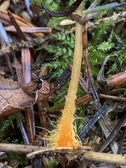 Mycena aurantiomarginata