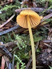 Mycena aurantiomarginata