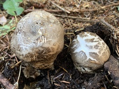 Catathelasma ventricosum