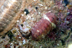 Rhyssoplax tricostalis