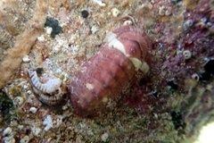 Rhyssoplax tricostalis