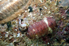 Rhyssoplax tricostalis