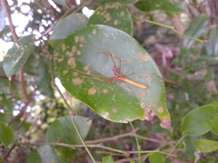 Tetragnatha rubriventris