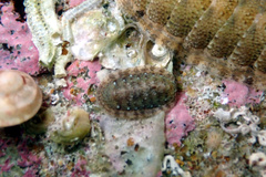 Ischnochiton thomasi