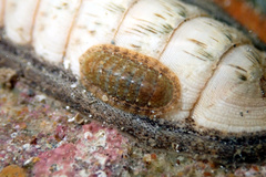 Ischnochiton thomasi