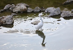 Egretta thula