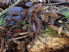 Gymnopus fuscopurpureus