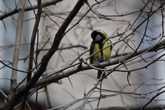 Parus major
