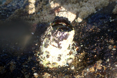 Austromegabalanus nigrescens