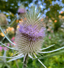 Dipsacus fullonum