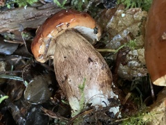 Tricholoma aurantium