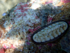 Allostichaster polyplax