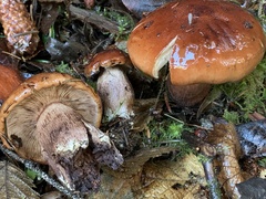 Tricholoma aurantium