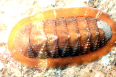 Rhyssoplax tricostalis