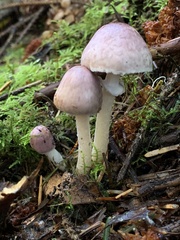 Agaricus diminutivus