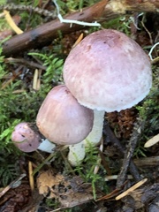 Agaricus diminutivus