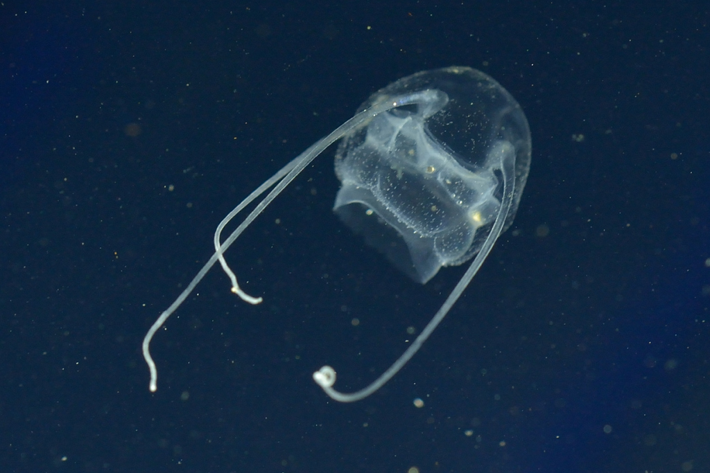 Solmundaegina nematophora