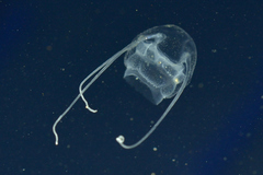 Image of Solmundaegina nematophora