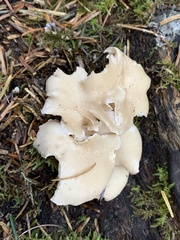 Albatrellus