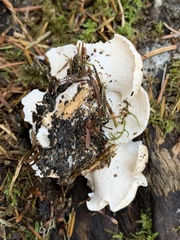 Albatrellus