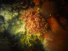 Dendronotus lacteus