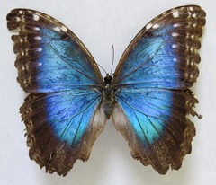 Morpho helenor narcissus