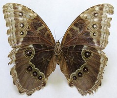 Morpho helenor narcissus