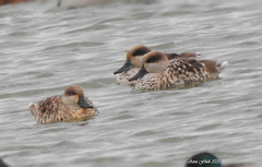 Marmaronetta angustirostris