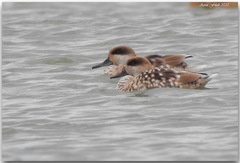 Marmaronetta angustirostris