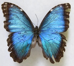 Morpho helenor narcissus
