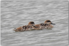 Marmaronetta angustirostris