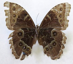 Morpho helenor narcissus
