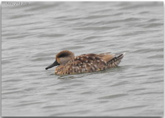 Marmaronetta angustirostris