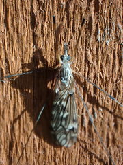 Tipula confusa