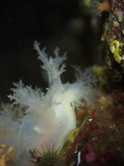 Dendronotus lacteus