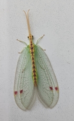 Norfolius howensis