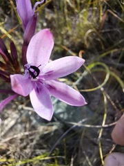 Thereianthus longicollis