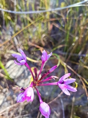 Thereianthus longicollis