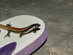 Sphenomorphus muelleri