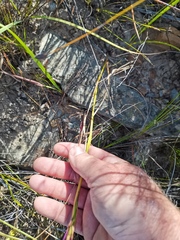 Thereianthus longicollis