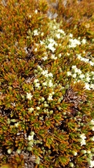 Kelleria lyallii