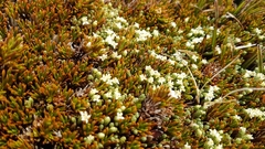 Kelleria lyallii