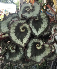Begonia rex-cultorum